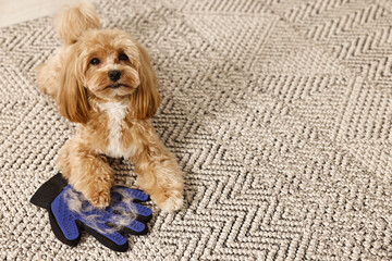 Cute dog and grooming glove with pet's hair on floor indoors. Space for text