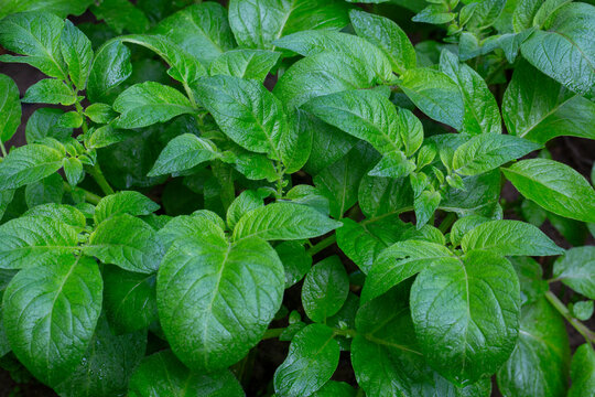 Potato (Solanum tuberosum) is a herbaceous plant species from the nightshade (Solanaceae) family with edible tubers.
