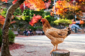 Chicken hen on wood with autumn foliage leaves at Minoh park, Osaka