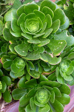 Canary aeonium succulent with fully sunlight