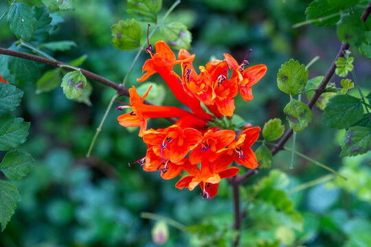 Cape honeysuckle or Tecomaria capensis orange flowers