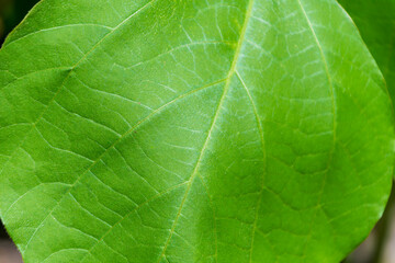 緑の葉の美しい質感と葉脈