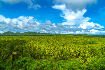 Coconut plantation covering siargao island under cloudy sky in philippines