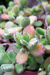 Cotyledon Tomentosa succulent plant in the garden
