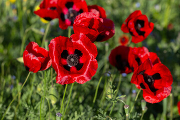 Bright red poppies in full bloom under the sun, surrounded by lush green grass and yellow wildflowers
