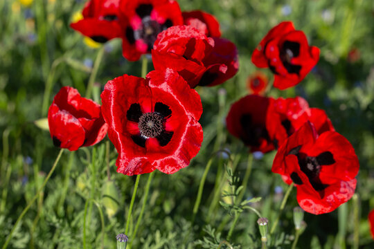 Bright red poppies in full bloom under the sun, surrounded by lush green grass and yellow wildflowers