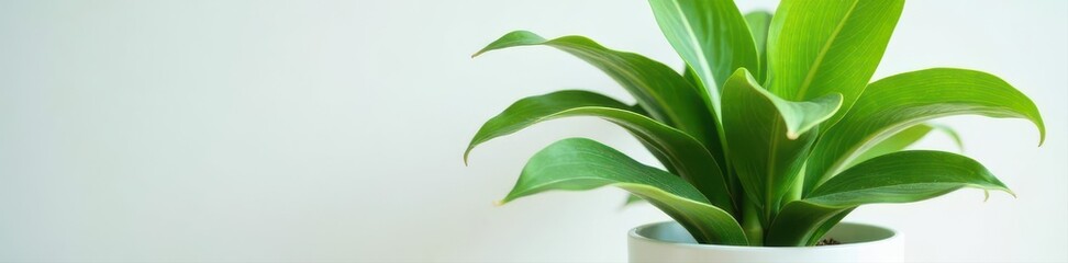 Obraz premium Dracaena Marginata in white pot Vibrant green foliage Ideal home decor , home, marginata, plant