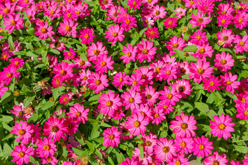 Fototapeta premium 満開のピンクのジニアの花畑