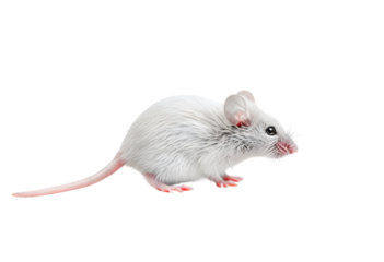 White mouse isolated on transparent background