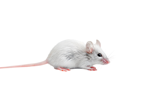 White mouse isolated on transparent background