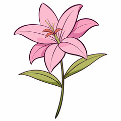 Pink Lily Flower Illustration on White Background