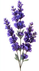 Obraz premium Elegant Lavender Bloom Arrangement on White Backdrop Capturing Fragrant Beauty in Floral Still Life Photography