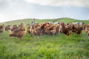 free range poultry farm with chook tractors and chickens on pasture grass