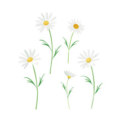 Fototapeta premium Set of 5 white daisies flowers vector illustration