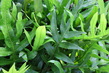 Fototapeta premium Texture of Fern leaves green color in the gardening