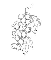 Vintage berry. Currant sketch. Natural branch. Juicy fruits and leaves. Summer healthy food. Ripe vitamin harvest. Jam fresh ingredient. Blackcurrant plant. Botanical element. Vector graphic drawing