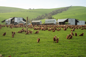 free range poultry farm with chook tractors and chickens on pasture grass © Phoebe
