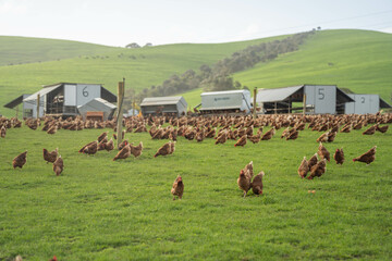 free range poultry farm with chook tractors and chickens on pasture grass © William