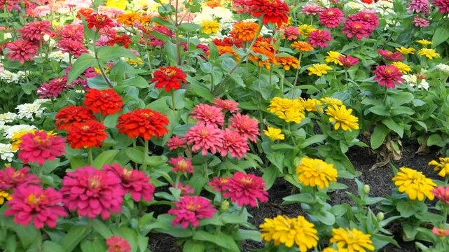 Zinnia flowers in the garden