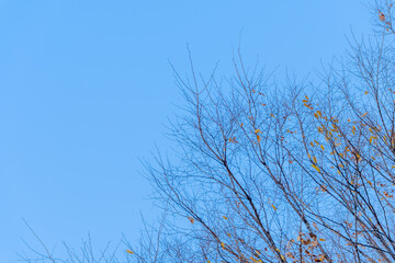 青空と冬の木々のシルエット