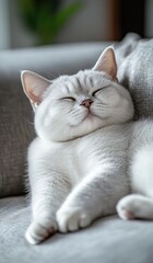 Sleeping kitten