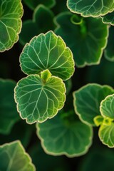 Young plants growing together in close harmony, showcasing their vibrant green leaves and delicate details