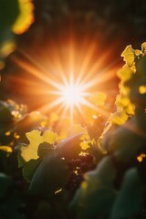Golden sunlight illuminates ripe grapes on the vine creating a warm and inviting atmosphere in the vineyard at sunset capturing the essence of nature