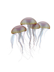 Group of jellyfish swimming in synchronized motion with delicate tentacles trailing behind isolated on white background.