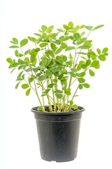 Obraz premium Vicia plant in stylish pot enhancing modern home decor with vibrant green foliage