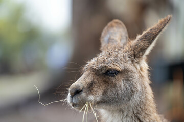 close up kangaroo in a wildlife reserve
