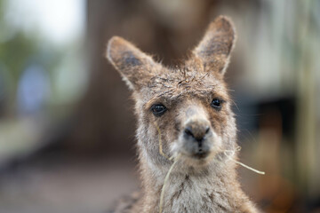close up kangaroo in a wildlife reserve