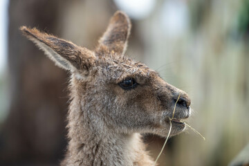 Fototapeta premium close up kangaroo in a wildlife reserve