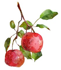 Two red apples hang from a slender branch adorned with lush green leaves, showcasing the beauty of nature through soft watercolor techniques.