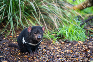 tasmanian devil close up in tasmania