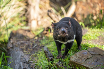 tasmanian devil close up in tasmania