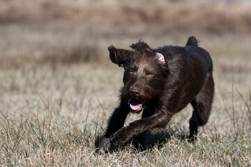 Pudelpointer im Freilauf