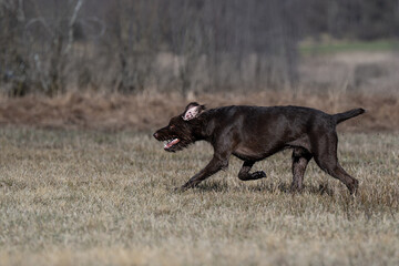 Pudelpointer im Freilauf