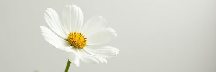 Obraz premium Delicate white petals unfurl around isolated cosmos flower, isolated, minimalist, cosmos