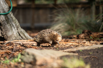 echidna walking in the bush