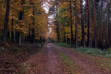 Obraz premium Beautiful path in a beech autumn forest with yellow and orange colors