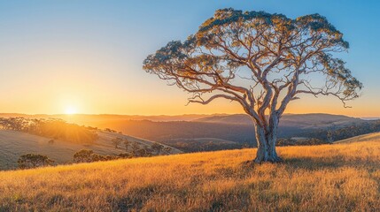 Obraz premium Sunrise over golden field with lone gum tree