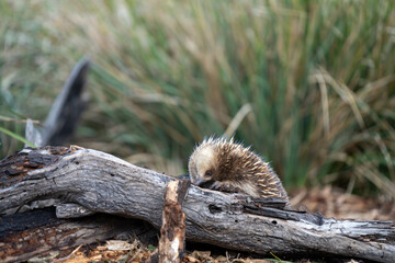 echidna walking in the bush