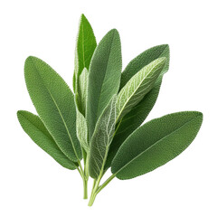 Obraz premium Fresh Green Sage Leaves Isolated on White Background for Cooking