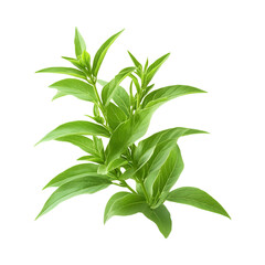 Obraz premium Lemon Verbena Plant with Green Leaves Isolated on Transparent Background