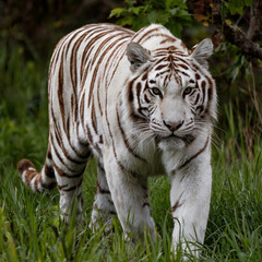 A snow leopard in wildlife