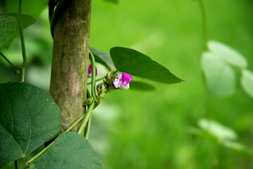 Green bean flowers blooming