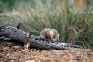 echidna walking in the bush