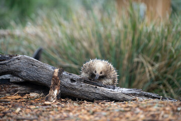 echidna walking in the bush