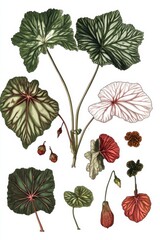 Fototapeta premium Illustration showcasing various parts of a begonia plant with detailed leaf and flower depictions