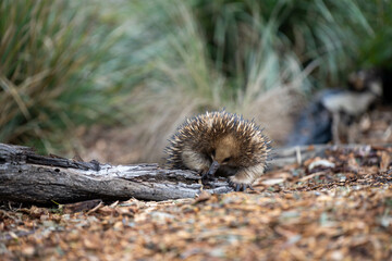 echidna walking in the bush